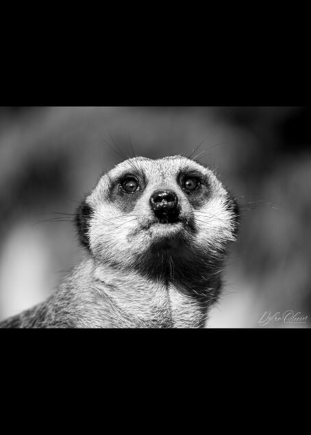 Suricate