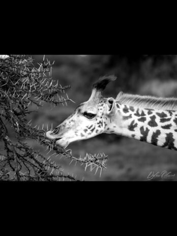 Girafe