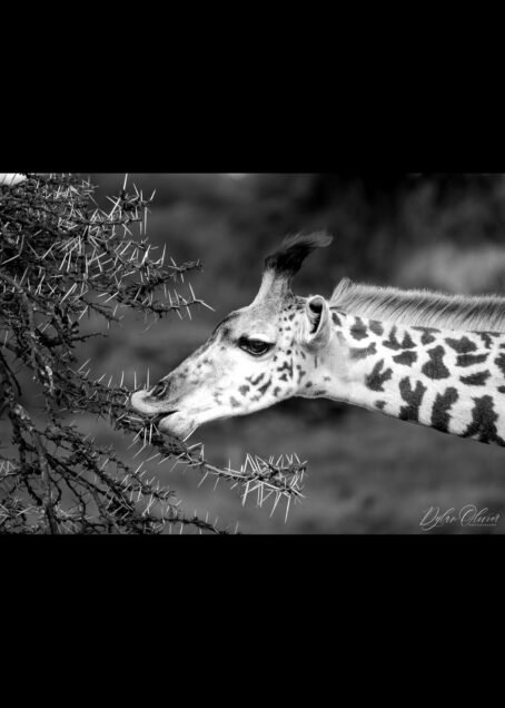 Girafe