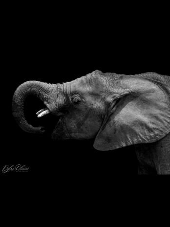 Eléphant