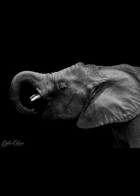 Eléphant