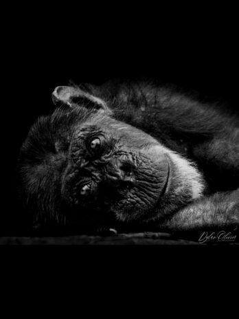 Chimpanzé