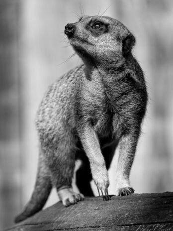 Suricate