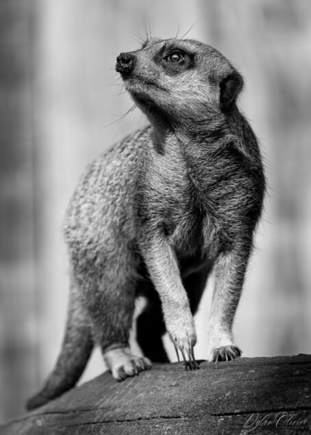 Suricate