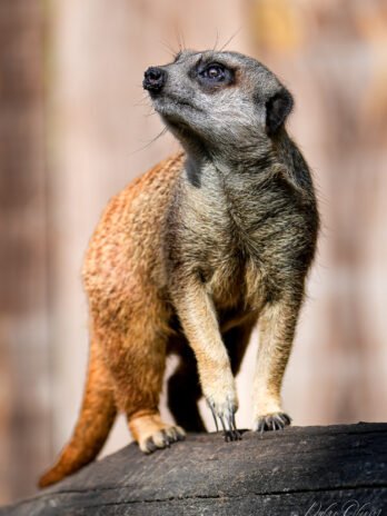Suricate
