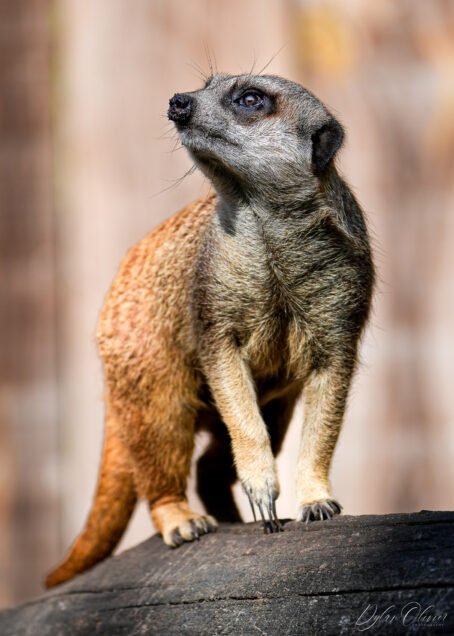 Suricate
