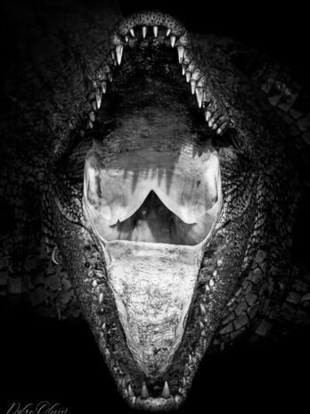 Crocodile