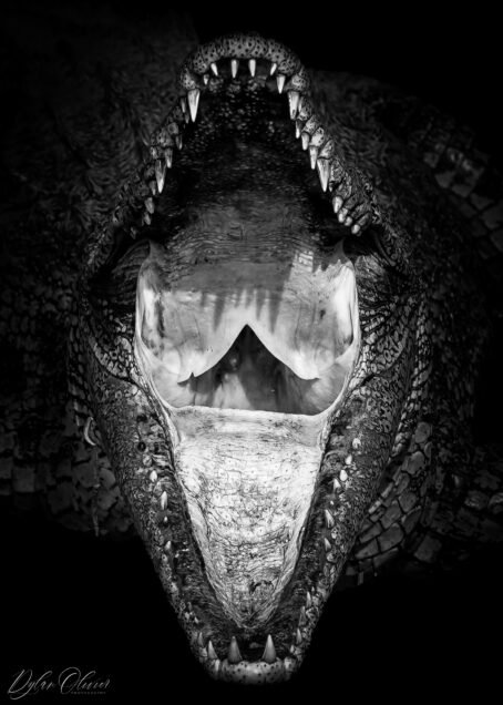 Crocodile