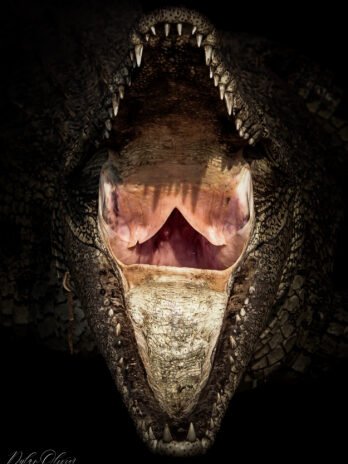 Crocodile