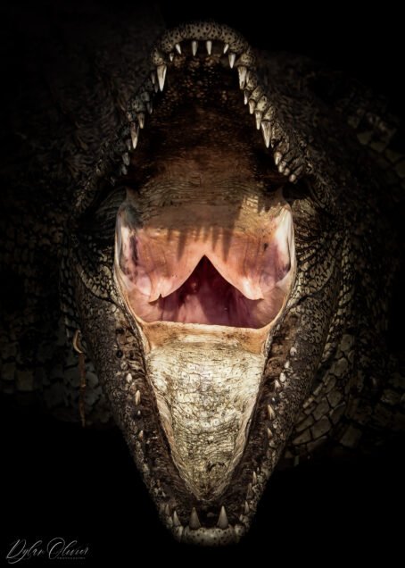 Crocodile