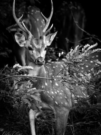 Cerf
