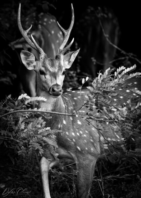 Cerf