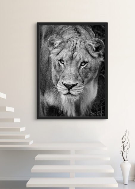 Lionne - Image 3