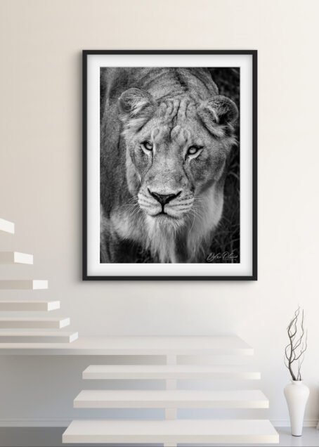 Lionne - Image 2