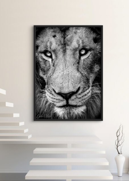 Lion - Image 2