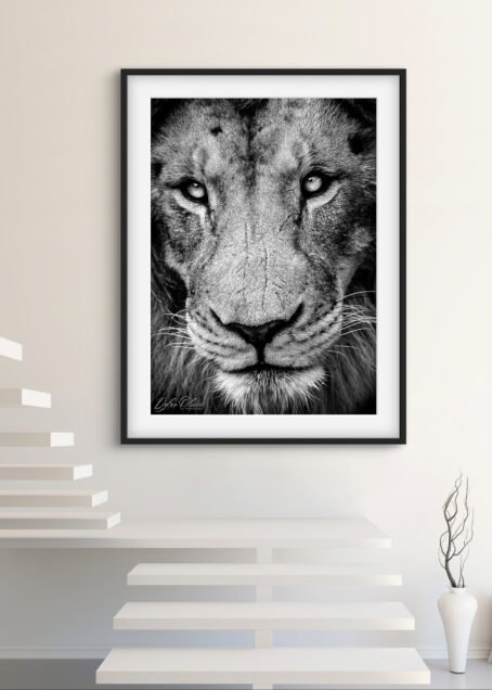 Lion - Image 3