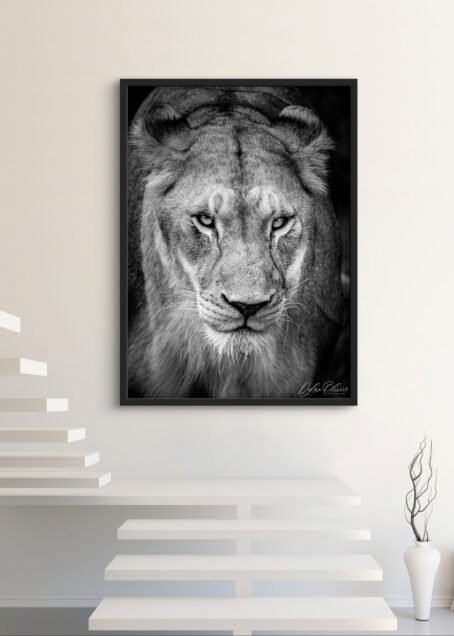 Lionne - Image 3