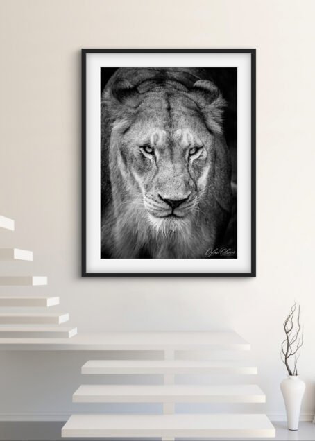 Lionne - Image 2