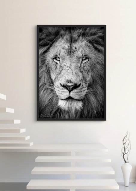 Lion - Image 3