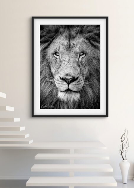 Lion - Image 2