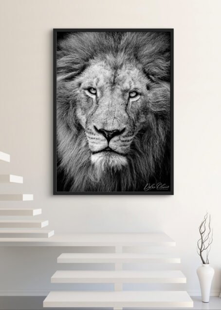 Lion - Image 3