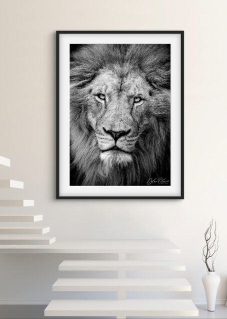 Lion - Image 2
