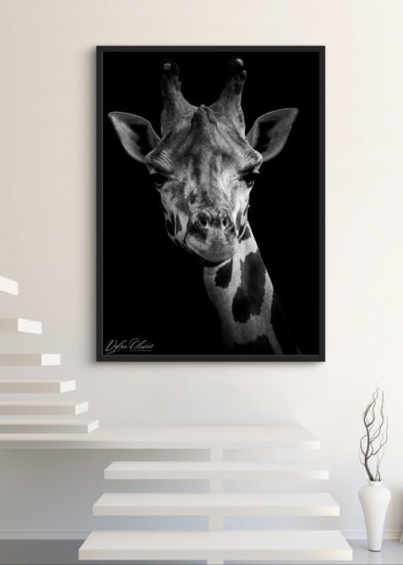 Girafe - Image 3