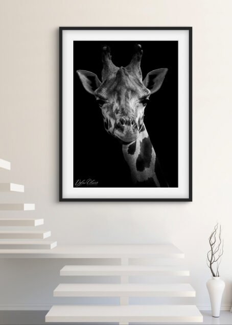 Girafe - Image 2