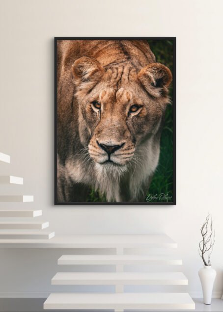 Lionne - Image 3