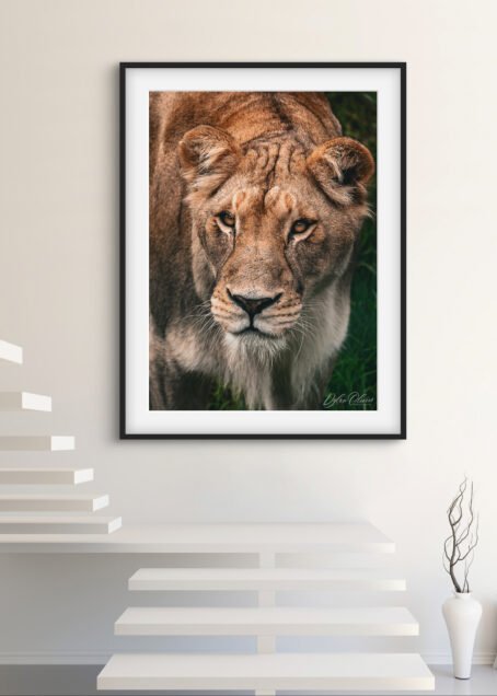 Lionne - Image 2