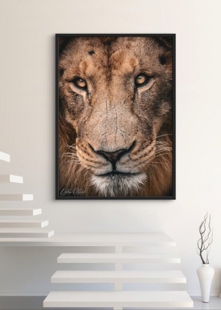 Lion - Image 3