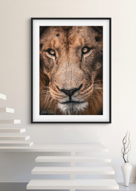 Lion - Image 2