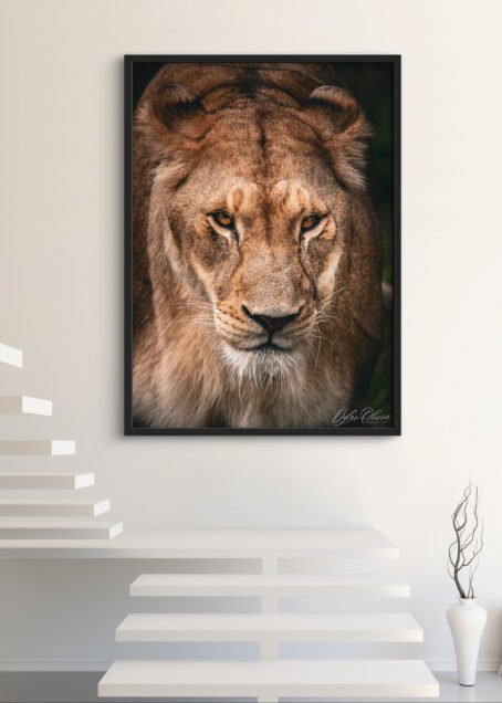 Lionne - Image 3
