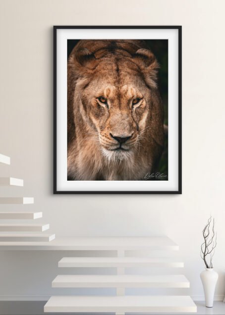 Lionne - Image 2