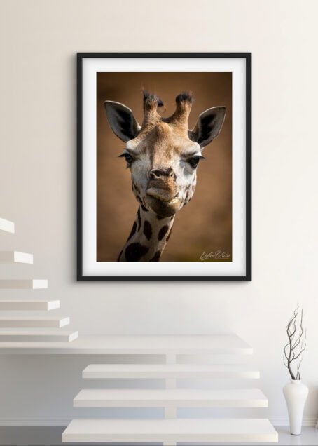 Giraffe - Image 2