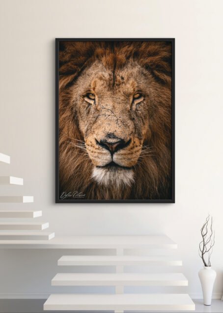 Lion - Image 2