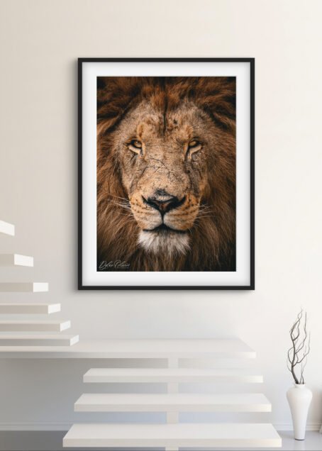 Lion - Image 3