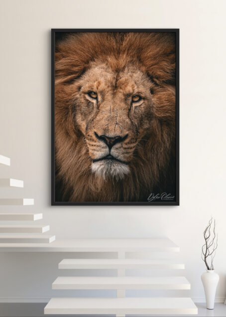 Lion - Image 2