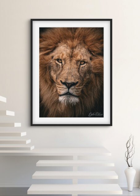 Lion - Image 3