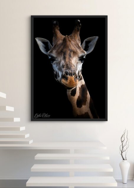 Giraffe - Image 2