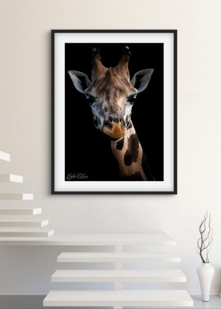Giraffe - Image 3